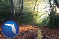 florida map icon and sunbeams in a beech forest