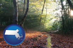 massachusetts map icon and sunbeams in a beech forest