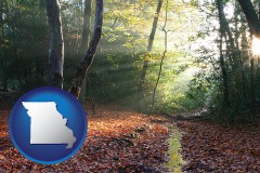 missouri map icon and sunbeams in a beech forest