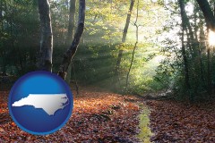 north-carolina map icon and sunbeams in a beech forest