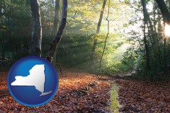 new-york map icon and sunbeams in a beech forest