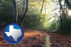 texas map icon and sunbeams in a beech forest