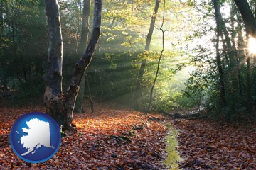 sunbeams in a beech forest - with Alaska icon