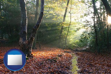 sunbeams in a beech forest - with Colorado icon