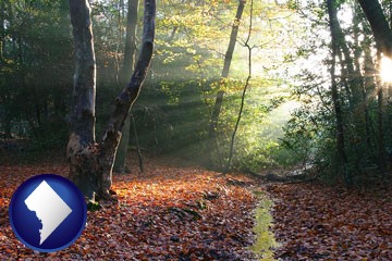 sunbeams in a beech forest - with Washington, DC icon