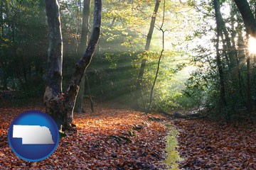 sunbeams in a beech forest - with Nebraska icon