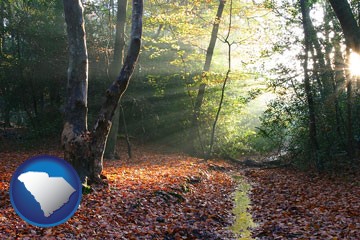 sunbeams in a beech forest - with South Carolina icon