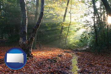 sunbeams in a beech forest - with South Dakota icon