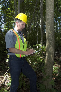 a forestry services worker